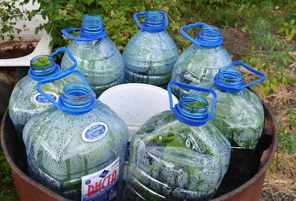 Cucumbers in greenhouses from 5 liter bottles