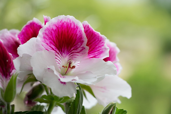 Hoa pelargonium hoàng gia