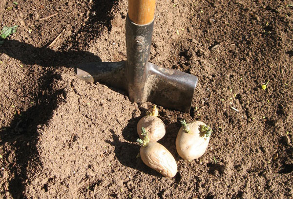 Potatis för plantering under en spade