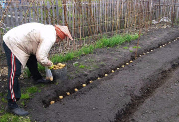 Aardappelen planten in een greppel