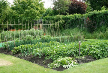 Huerta en el campo