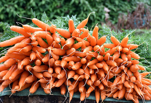Thu hoạch cà rốt