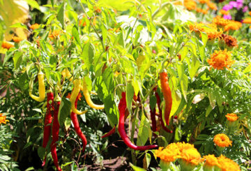 Bittere peper in de tuin