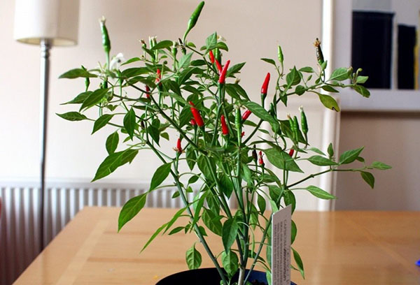 Hot pepper in a pot
