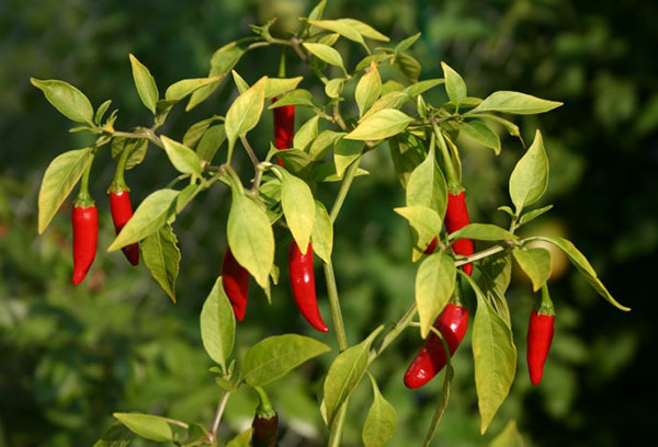 Hot pepper bush