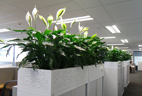 Spathiphyllum en la oficina