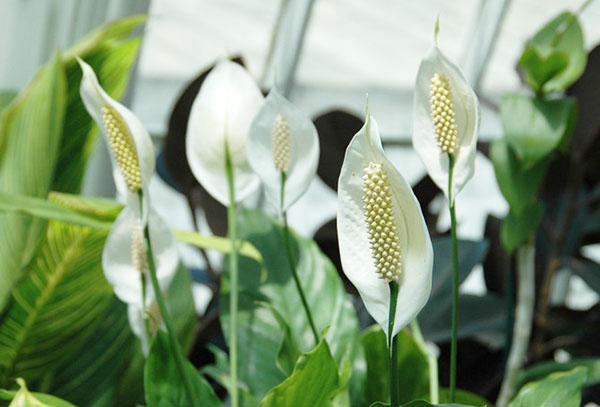 Spathiphyllum floreciente