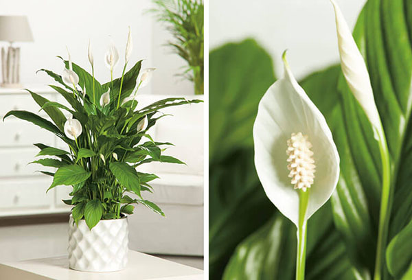 Spathiphyllum en el interior de la casa.