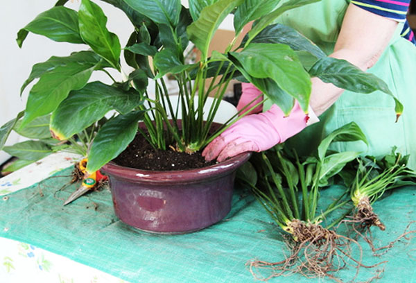 Técnica de trasplante de Spathiphyllum