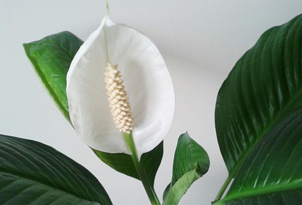 Flor de Spathiphyllum