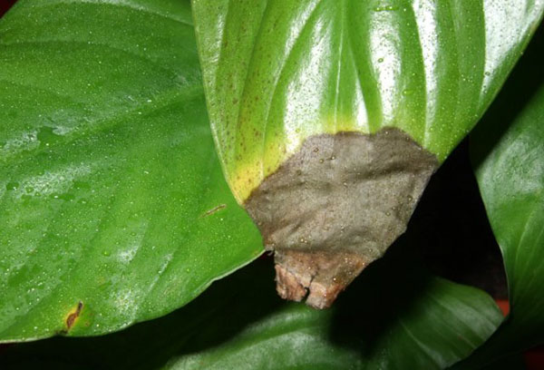 Beschadigd blad van spathiphyllum