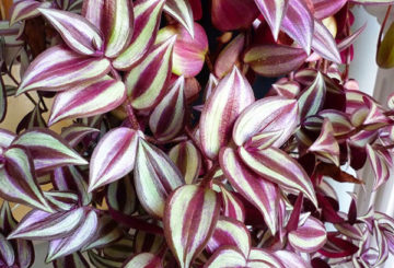 Hojas brillantes de tradescantia