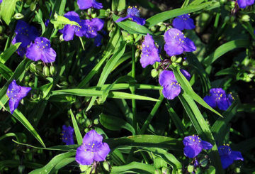 Bloeiende tuin tradescantia