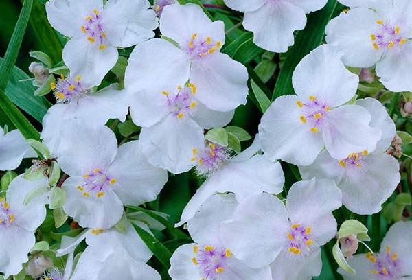 White flowers of garden tradescantia