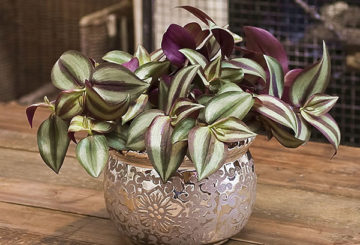 Olla con tradescantia zebrin