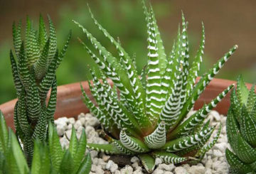 Haworthia en una olla