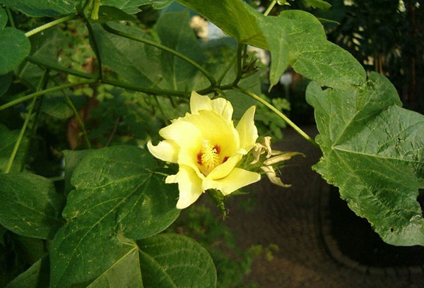 Bông hoa vàng