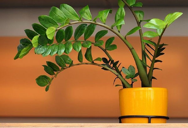 Zamioculcas trong cái chậu màu vàng