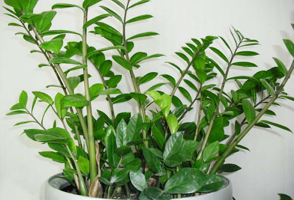 Zamioculcas en maceta ancha