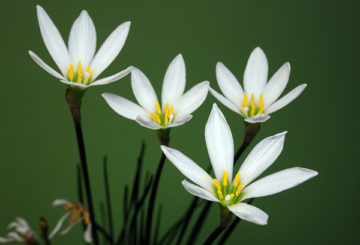 Witte Zephyranthes