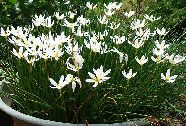 Flowerbed với Zephyranthes