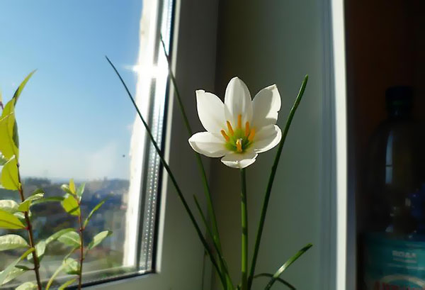 Blooming Zephyranthes on the windowsill