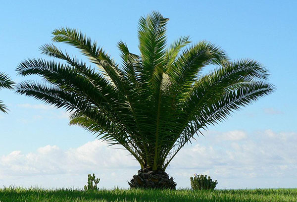 Cicas en la naturaleza