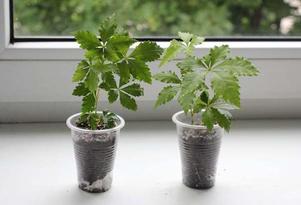 Plántulas de Cissus en el alféizar de la ventana