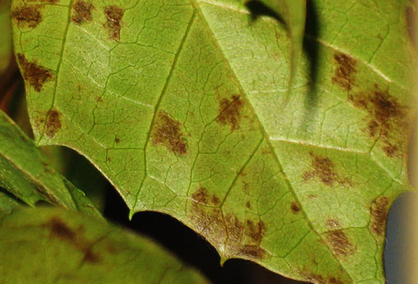 Manchas en hojas de cissus