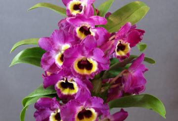 Kvitnúce orchidea dendrobium nobile