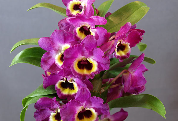 Blommande orkidé dendrobium nobile
