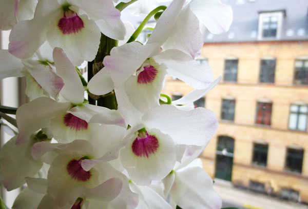 Orkidéblomma i fönsterbrädan