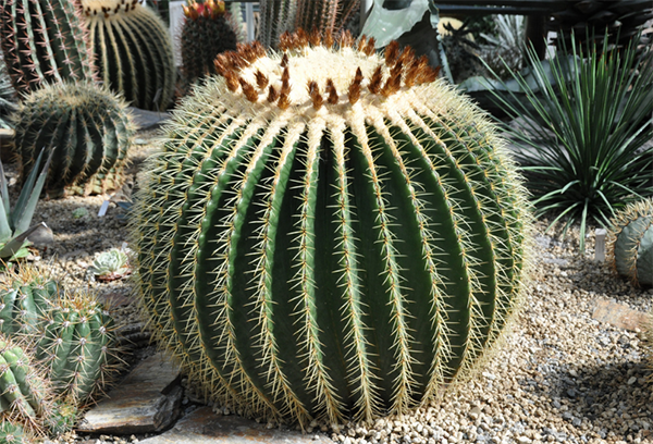 Echinocactus en la naturaleza