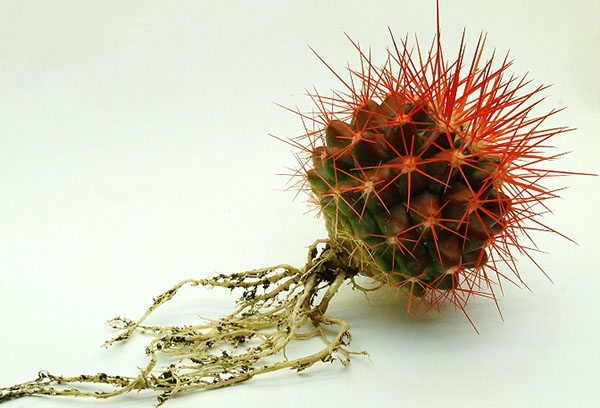 Echinocactus met wortels bevrijd van aarde