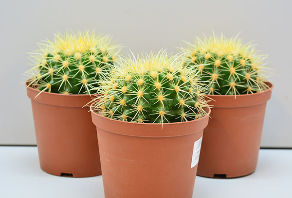 Macetas con equinocactus