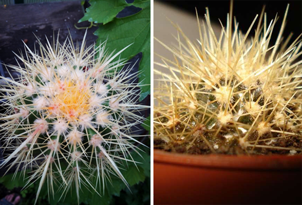 Ejemplares sanos y dañados de echinocactus gruzoni