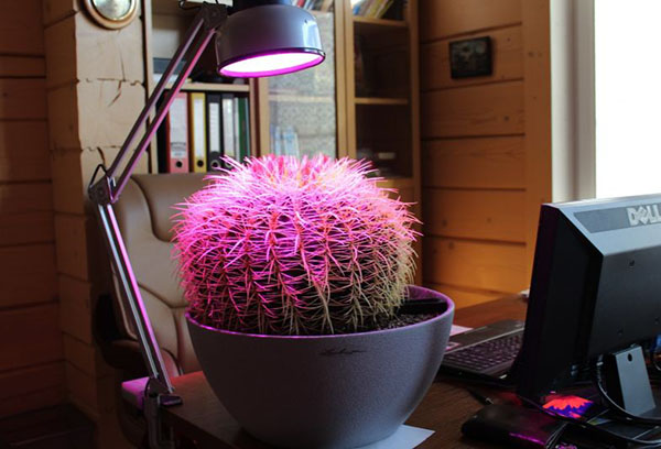 Aanvulling op echinocactus met phytolamp