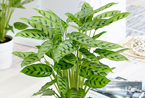 Calathea