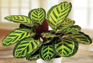 Pot met calathea