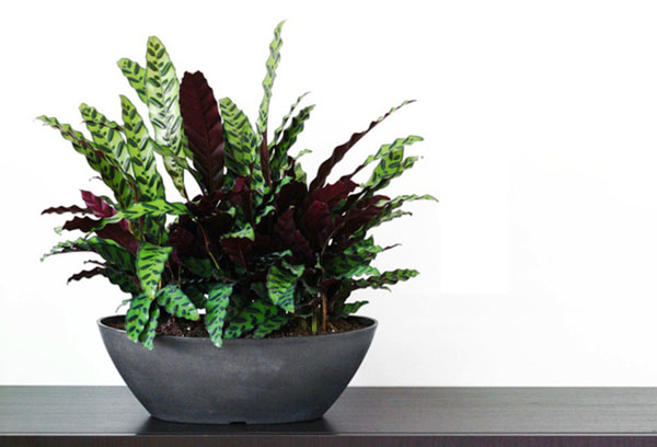 Calathea en una olla ancha