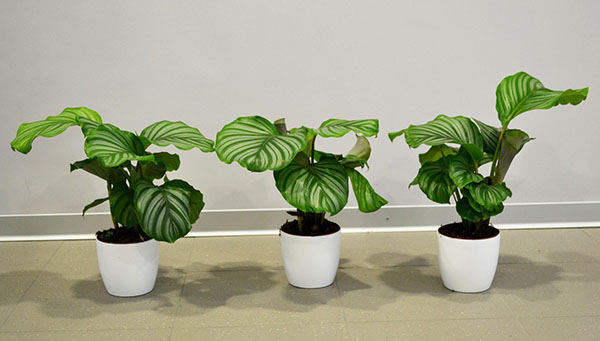 Sự sinh sản của calathea