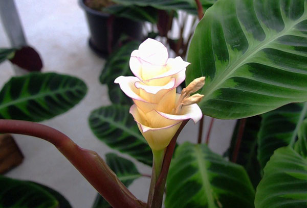 Calathea floreciente