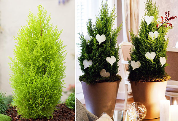 Tipos de cupressus