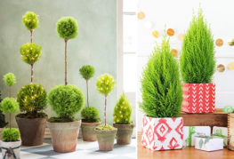 Cupressus en casa