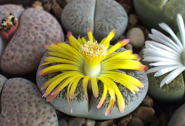 Lithops florecientes