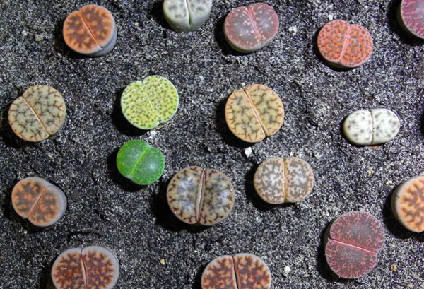 Diferentes tipos de lithops