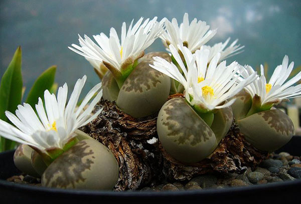 Lithops florecientes