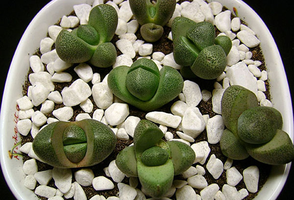 Groene lithops in een pot