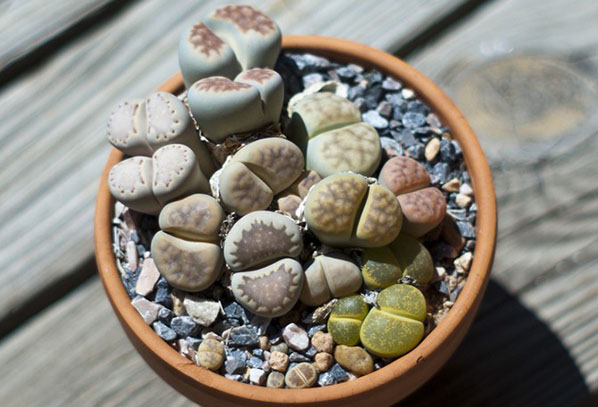 Olla con lithops