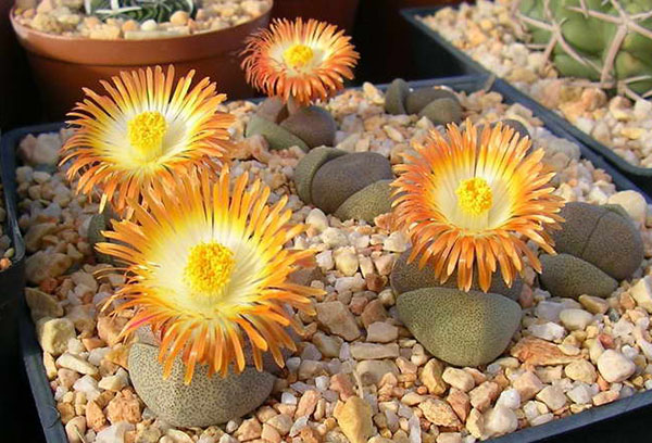 Lithops Bloesem Container